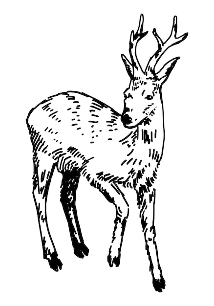 Sketch of young deer Hand drawn vector illustration Doodle of forest wild animal Single drawing isolated on white Element for design decor