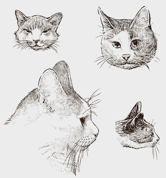 Sketches of the cats heads