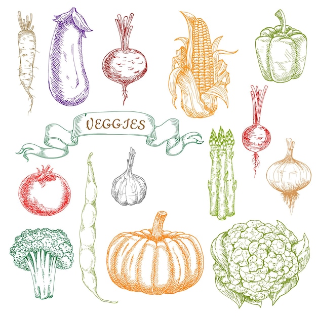 Sketches of fresh picked ripe vegetables