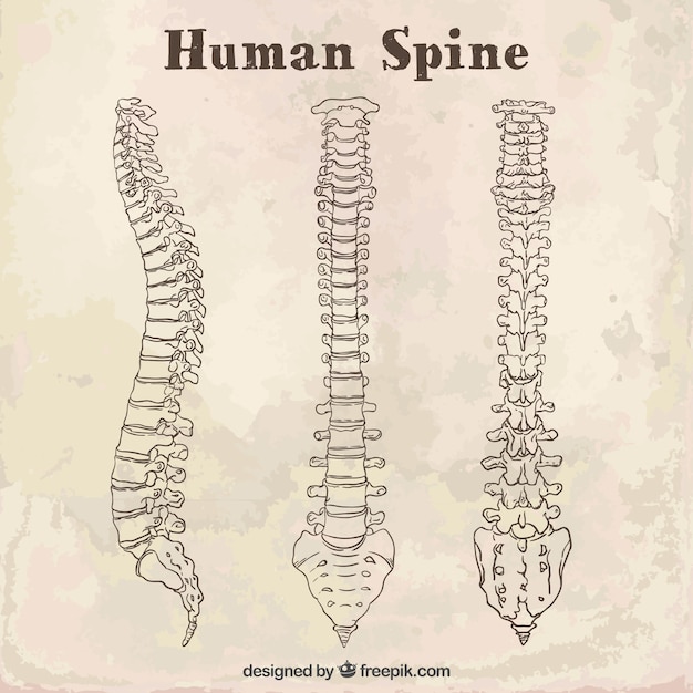 Sketches human spine