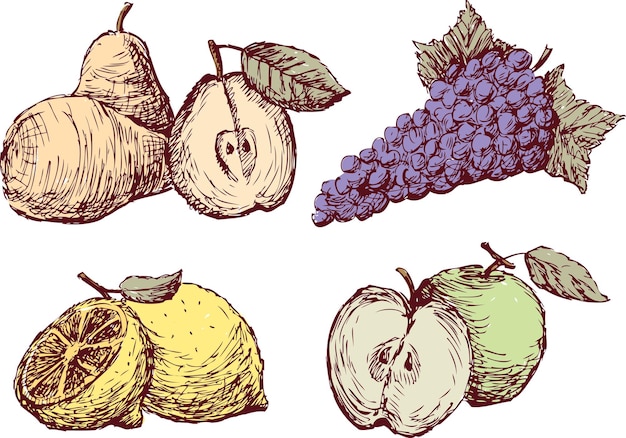 Sketches of the ripe fruit