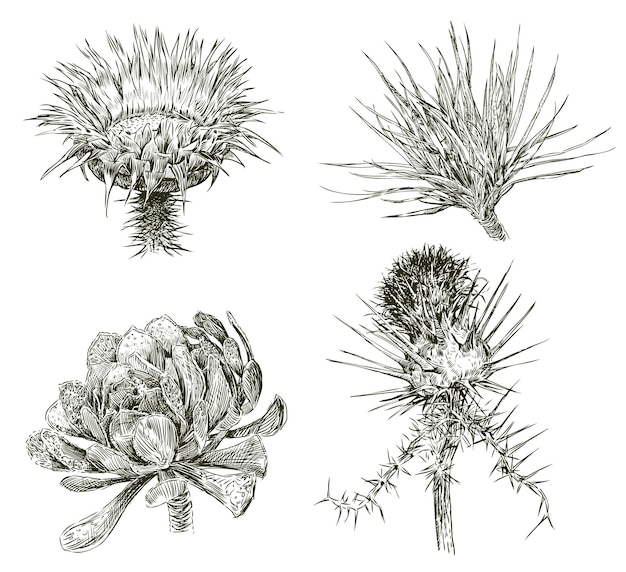 Sketches of various hardy wildflowers