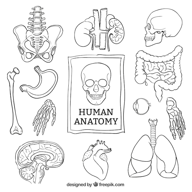 Sketchy human anatomy