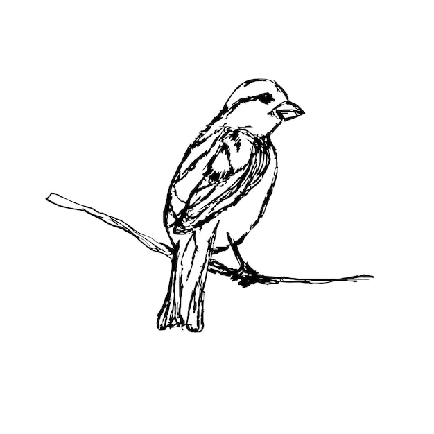 Sketchy little bird on a branch