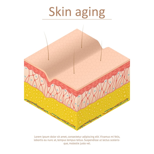 Skin Aging Card Poster Isometric View Vector