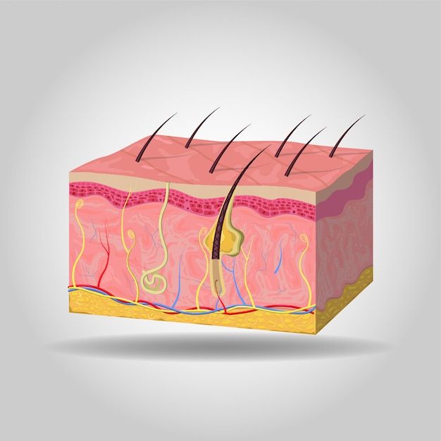 Skin Layer Illustration