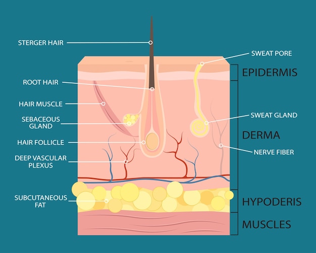 Skin structure 1