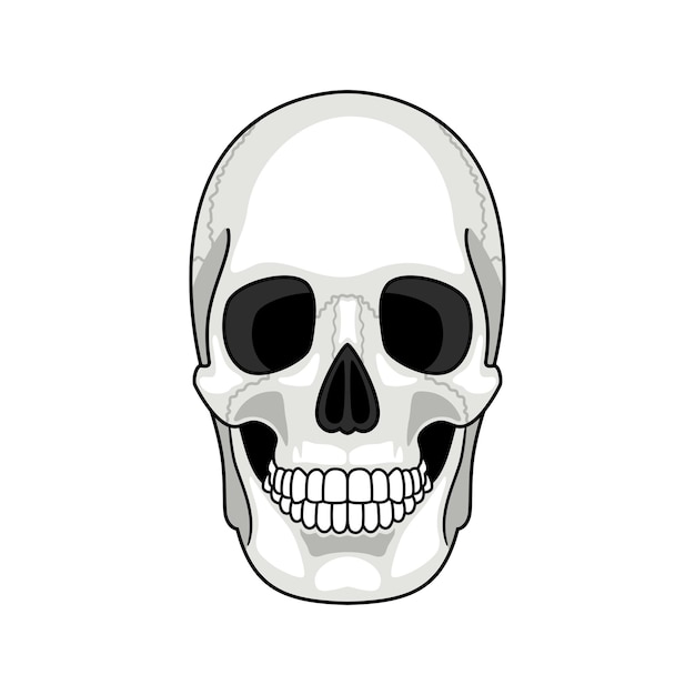 Skull bone face. Gray cartoon smiling cute human skeleton head isolated on white background, drawn ghost front vector illustration