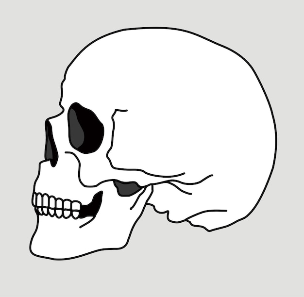 Skull bone face Side view Skull icon Spooky skeleton dead head sketch