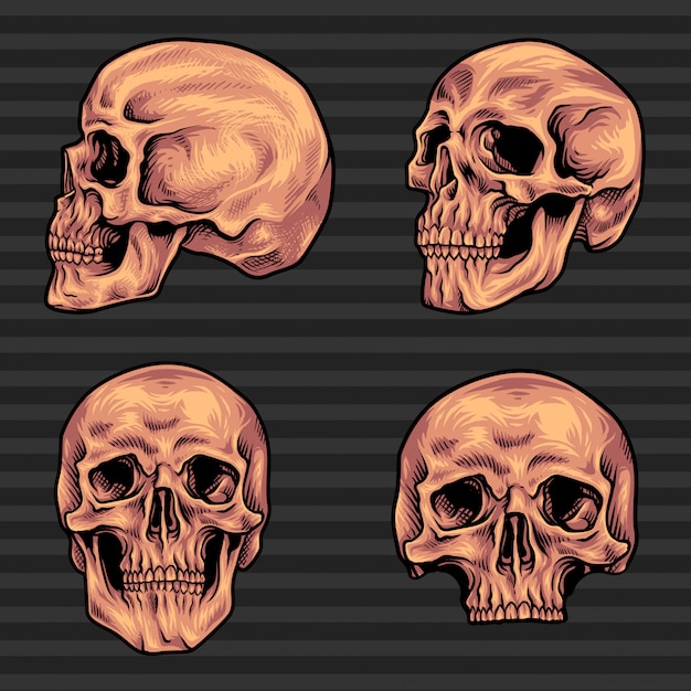 skull bundle vector