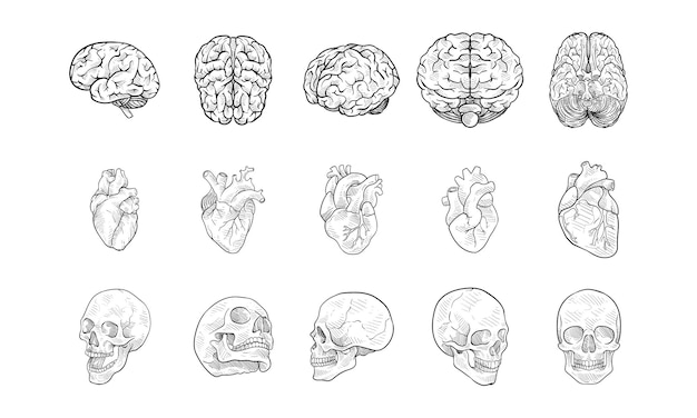 skull heart brain handdrawn collection