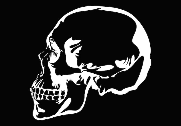 skull, skeleton head anatomy.drawn  vector illustration