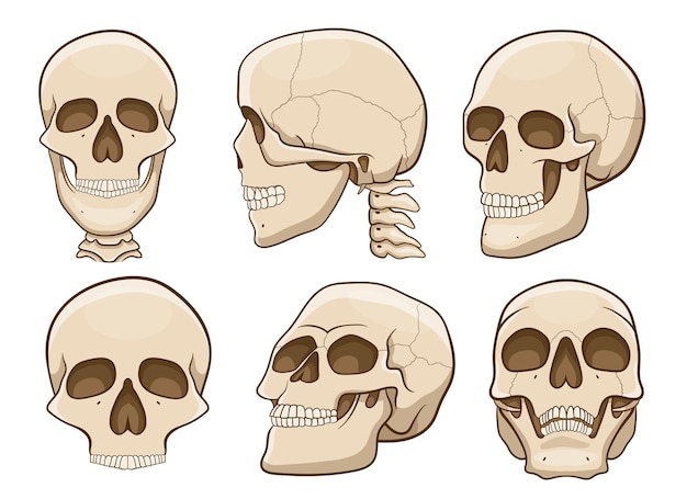 Skull vector design illustration isolated on white background