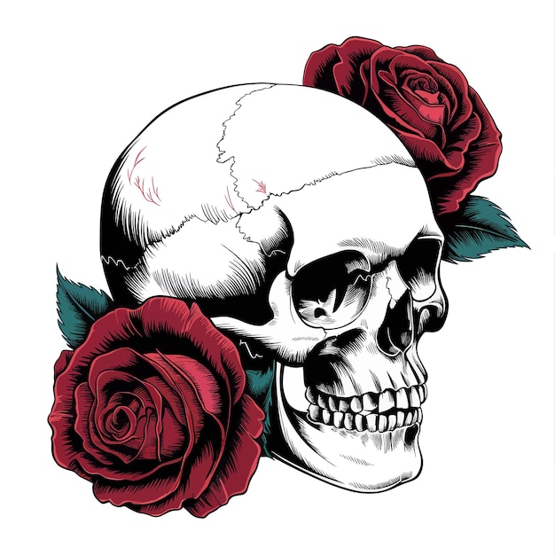 Vector skull with red rose vector on white background