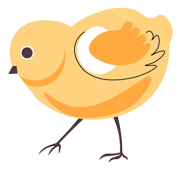 Small chicken baby chick farming animal vector