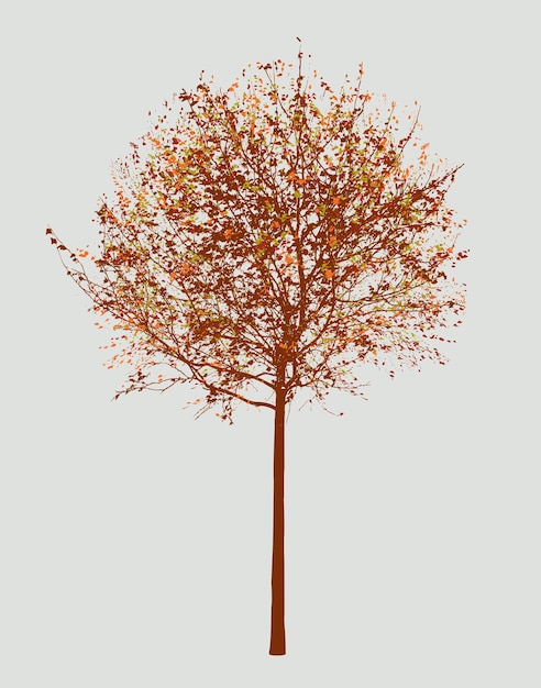 Small deciduous tree in the autumn