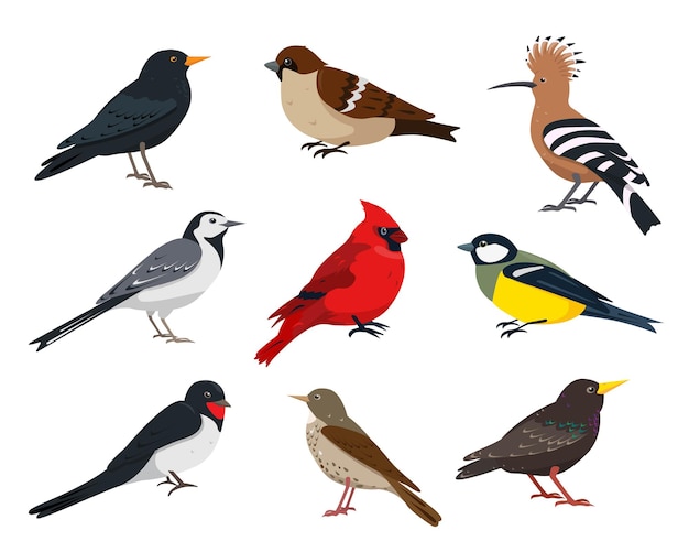 Small songbirds collection Sparrow tit thrush swallow hoopoe wagtail red cardinal and starling bird in different poses