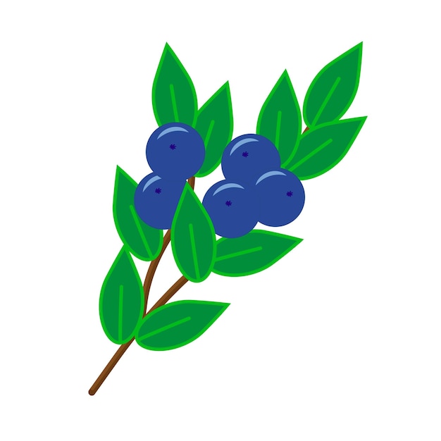 A small sprig of blueberries with berries