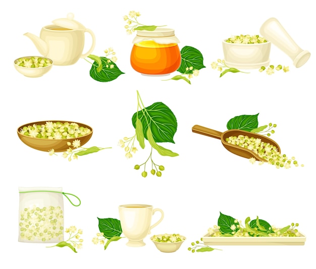 Smallleaved Linden or Tilia Cordata Blossom with Lime Tea in Teapot and Honey in Jar Vector Set