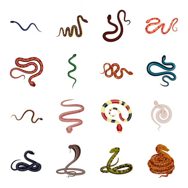 Snake cartoon icon set