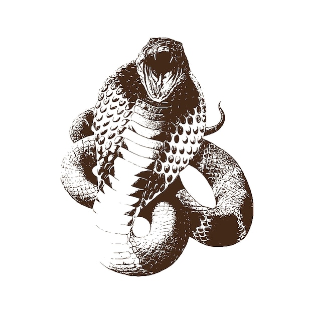 snake Vintage animal Illustrations Vector and Isolated