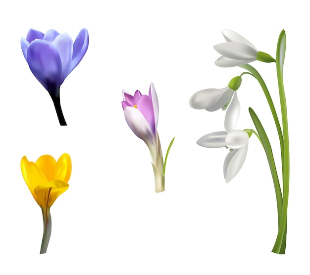 Snowdrop crocus primrose illustrations