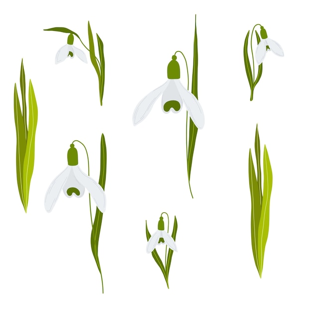 Snowdrop flowers set spring illustration Vector illustration