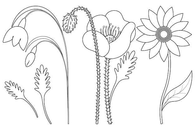 Snowdrop poppy gerbera set of cute flower sketches with leaves in doodle style