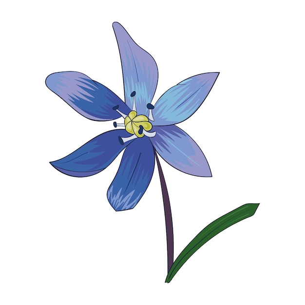 Snowdrop proleska flower Scilla the first spring flower drawing in color