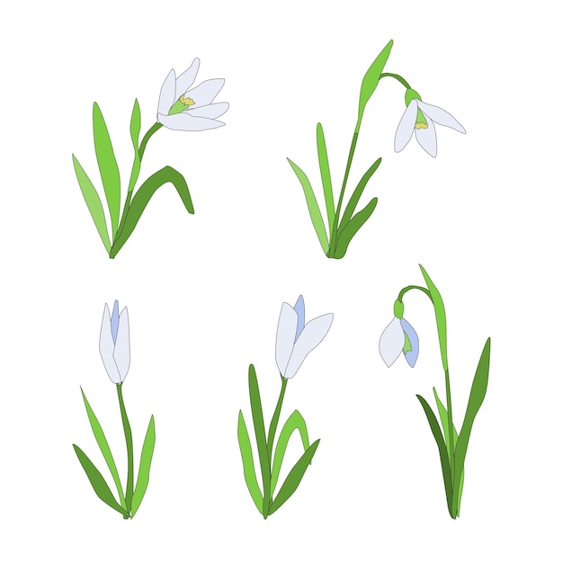 Snowdrops set Spring time flower Vector llustration