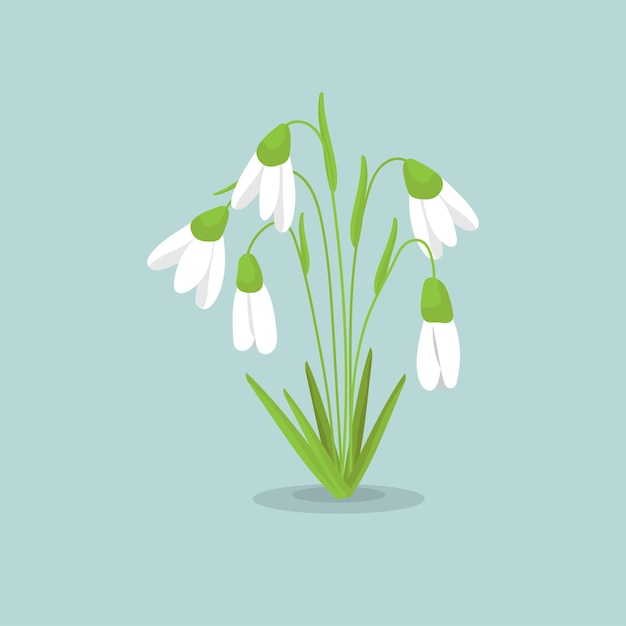 SNOWDROPS