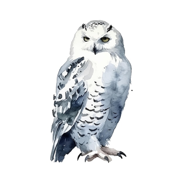 Snowy Owl watercolor paint