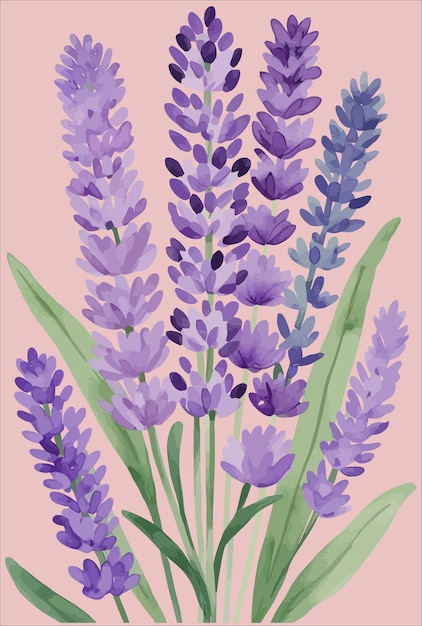 Vector a soft and colorful vector image art print of light purple and violet lavender flower