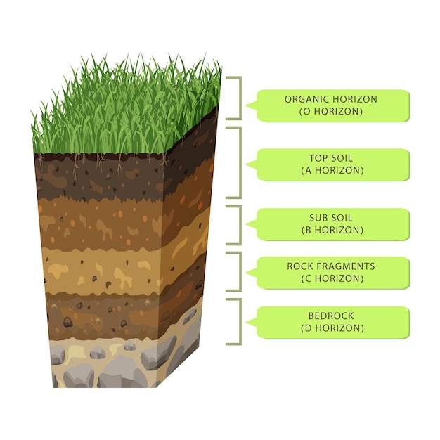 Soil in layers in section humus level earth structure infographic underground profile of volumetric