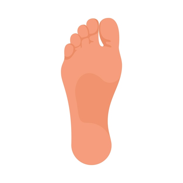 Soles of feet The foot of the foot of a man or woman Template for podiatry