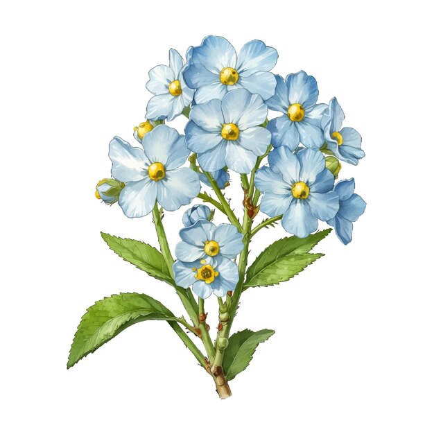 Vector sophisticated alpine forgetmenot myosotis alpestris old engraved vector flower