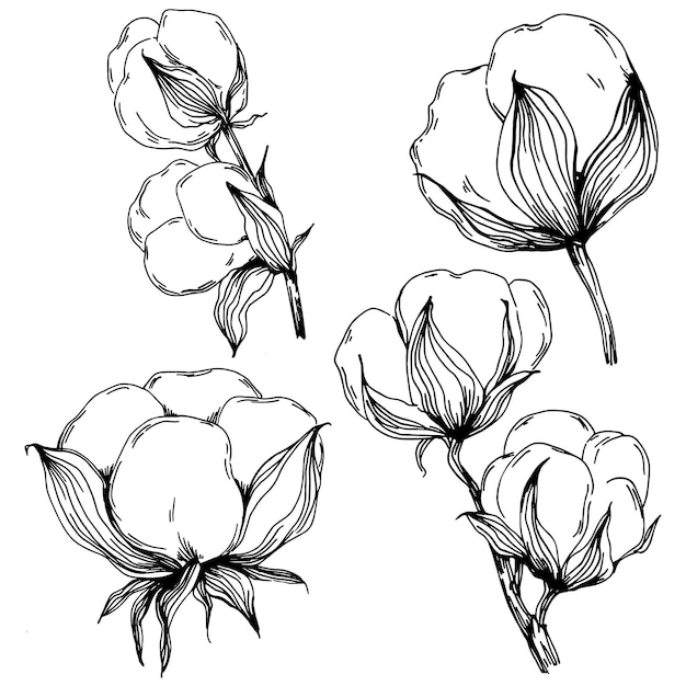 Sotton summer Isolated botanical flower leaves Black and white engraved sketch ink art