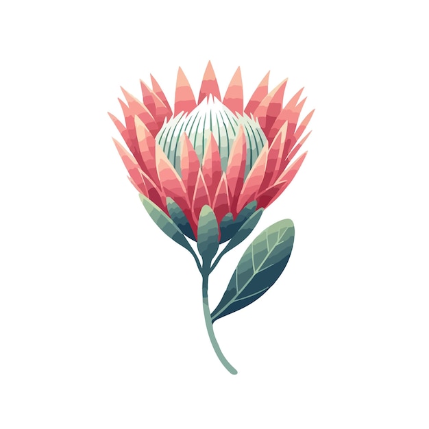 Vector south africa king protea foliage vector illustration