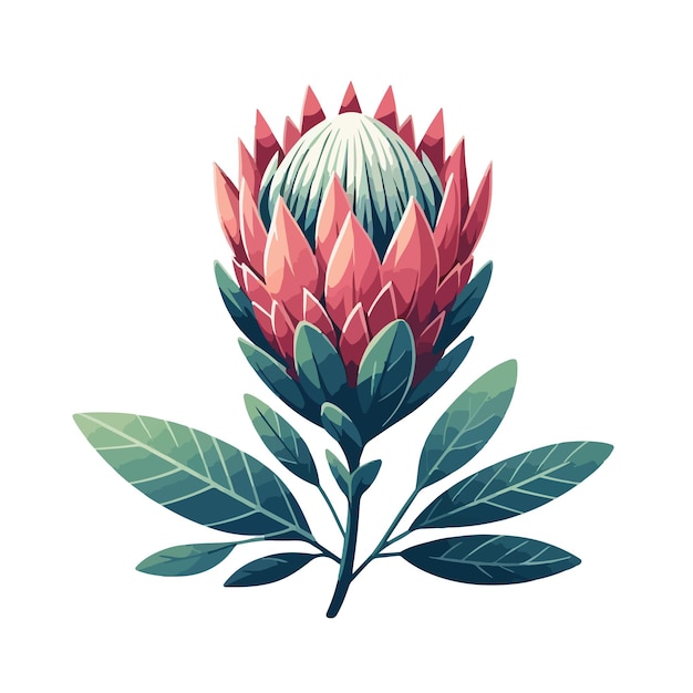 South africa king protea foliage vector illustration