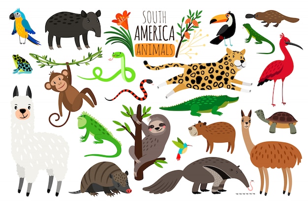 South America animals.