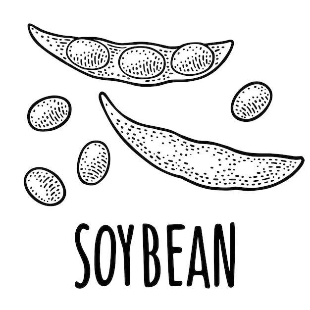 Soy pod close and open with leaves and seeds Handwriting lettering SOYBEAN