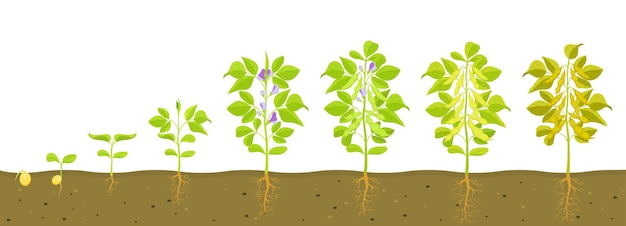 Soybean growth cycle with in soil vector illustration of sprouting legumes