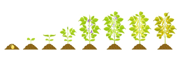 Vector soybean growth stages vector botanical illustration of germination and ripening phases of legumes