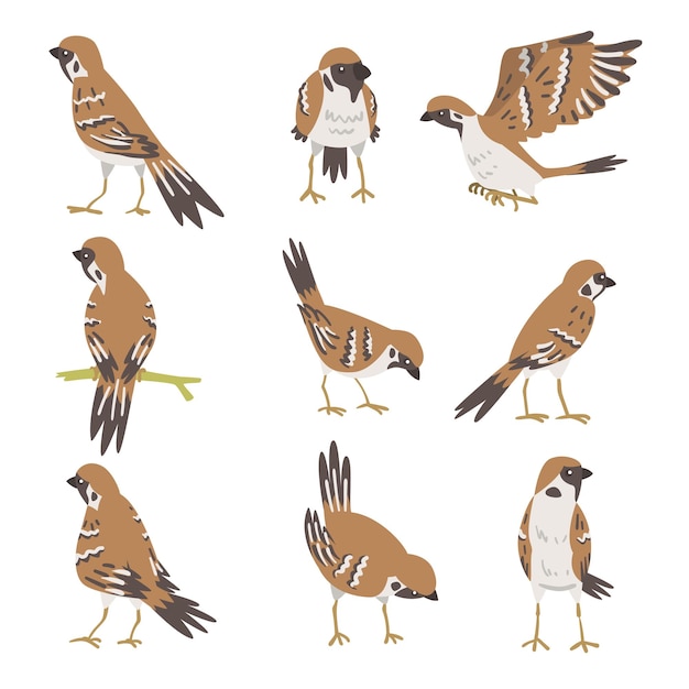 Vector sparrow as brown and grey small passerine bird with short tail vector set