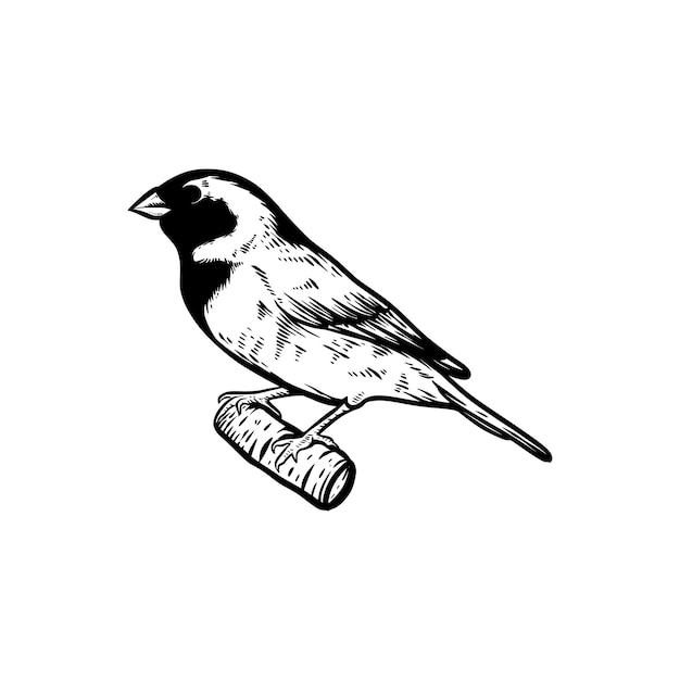 Sparrow bird hand drawn illustration