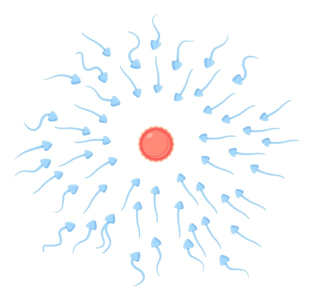 Spermatozoa moves to egg sell Fertilization reproduction insemination in flat cartoon style