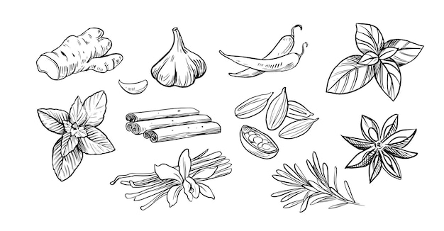 Spices and herbs. Hand drawn vector illustrations isolated on white background. Sketch style