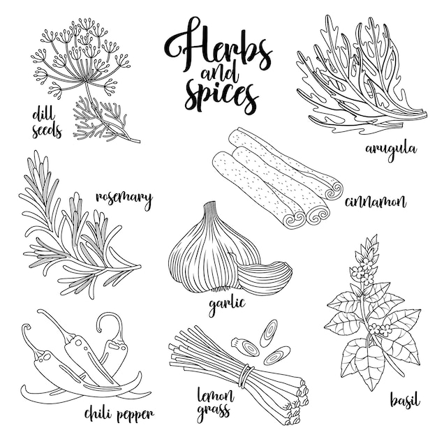 Spices and herbs illustration set.