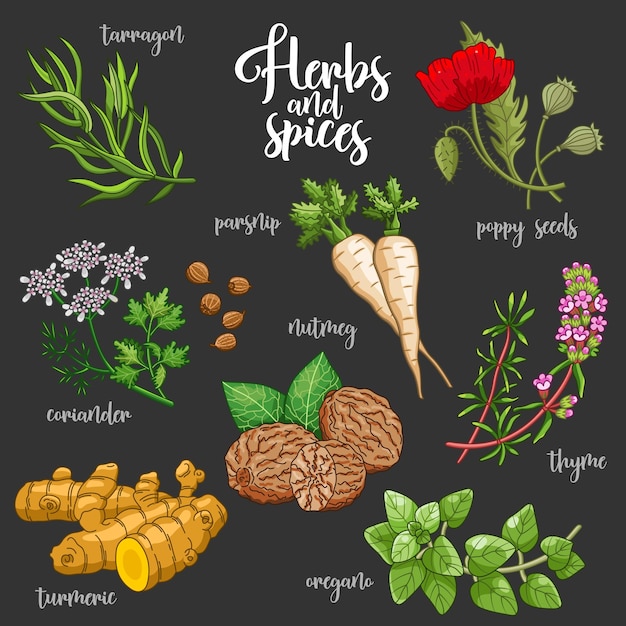 Spices and herbs vector set Colored on dark