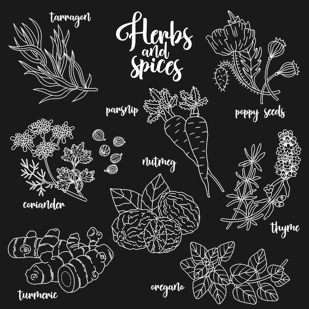 Spices and herbs vector set Contour on dark